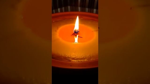 Я мечтала о морях и кораллах