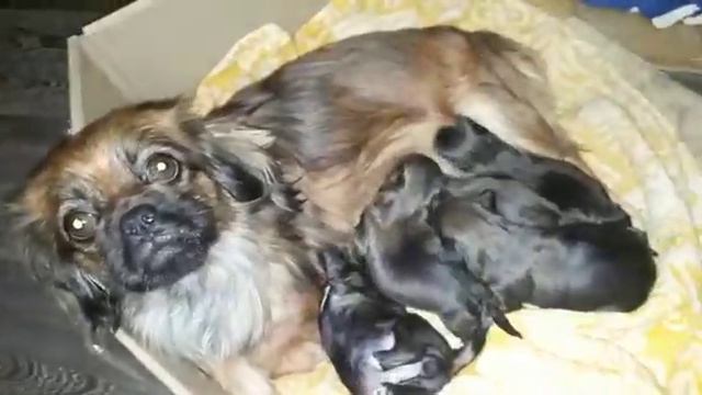 Моя собака родила щенков неделю назад смотреть онлайн