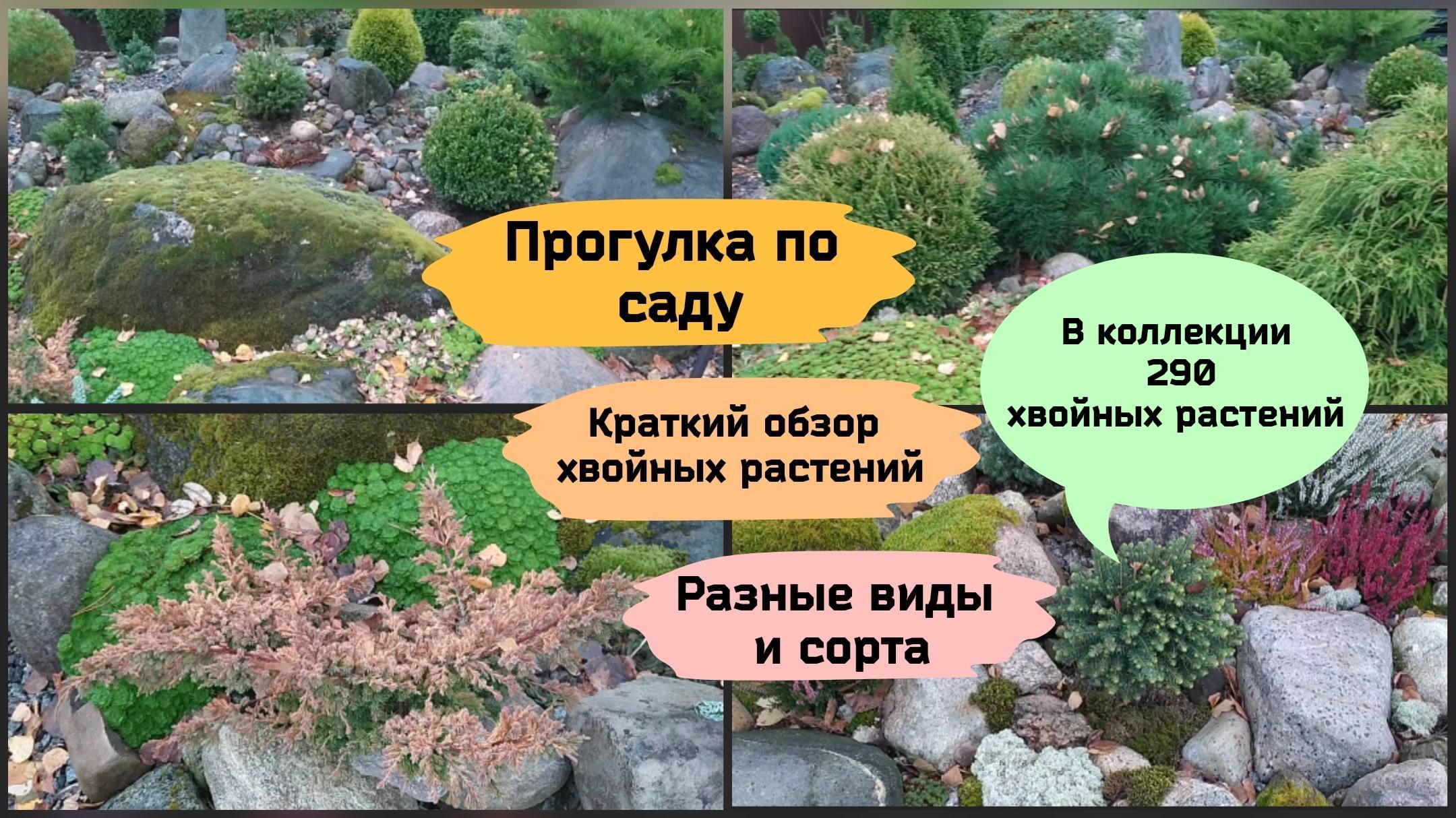 Прогулка по саду.Коллекция хвойных растений в каменистом саду (22.10.22 г.) смотреть онлайн