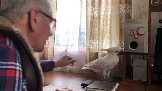 Попугай Кирюня проявляет характер какаду! смотреть онлайн