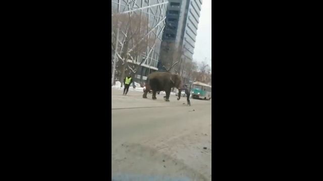 Слоны В Екатеринбурге слоны сбежали из цирка смотреть онлайн