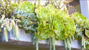 Сад на Балконе. Какие цветы подойдут для вашего балкона!