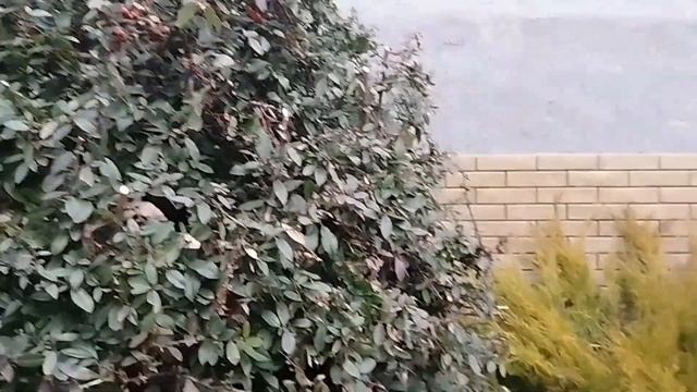 Ландшафтный дизайн зимний сад смотреть онлайн