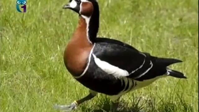 Словарь. Казарки. Дадаизм смотреть онлайн