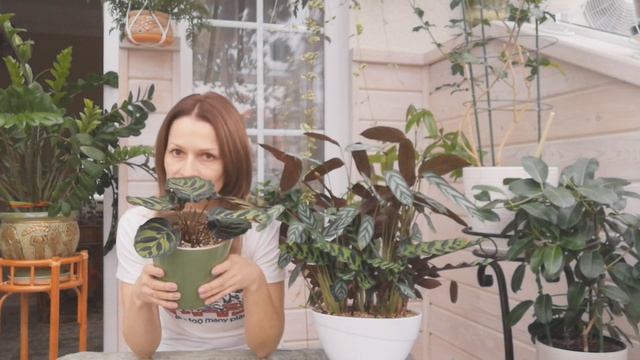 ПЕРЕСАДКА КАЛАТЕИ/ РЕЗУЛЬТАТ/ ОТЛИЧНЫЙ СУБСТРАТ