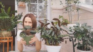 ПЕРЕСАДКА КАЛАТЕИ/ РЕЗУЛЬТАТ/ ОТЛИЧНЫЙ СУБСТРАТ