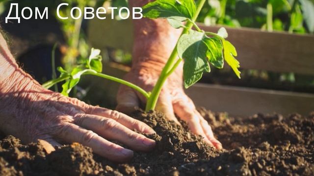 Опытные Хозяйки всегда хранят запасы Йода. Секреты применять Йода в повседневной Жизни смотреть онлайн