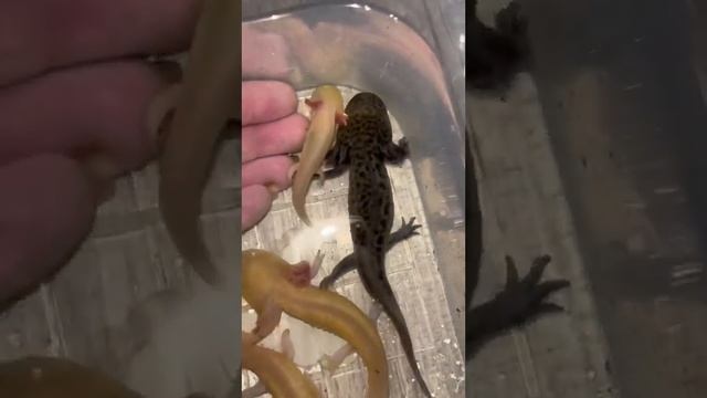 Аквариум для аксолотля.