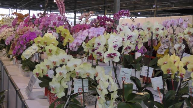 (4K)2017 臺灣國際蘭展(6) Taiwan Int'l Orchid Show 蝴蠂蘭 Phalaenopsis 4K Ultra HD смотреть онлайн