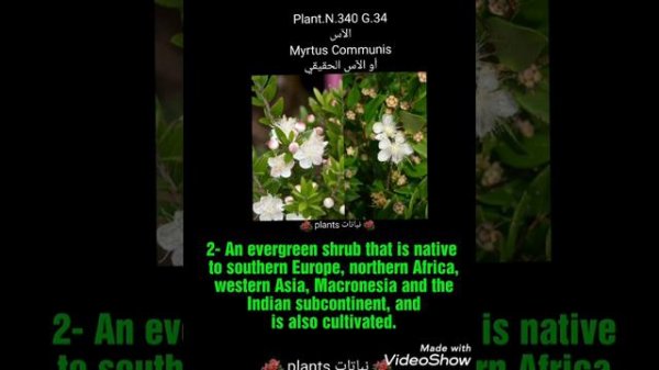 الآس Myrtus Communis  أو الآس الحقيقي