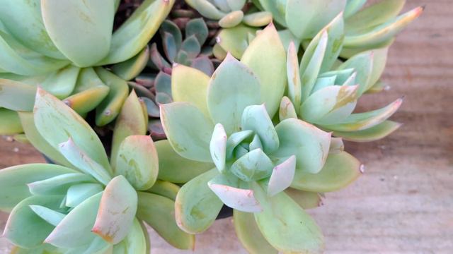 Não toque nas plantinhas! Suculentas com Pruína смотреть онлайн