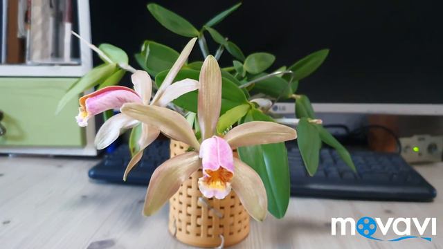 Каттлея.Cattleya Forbesii.