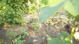 Карликовая супер ранняя черешня Валерий Чкалов