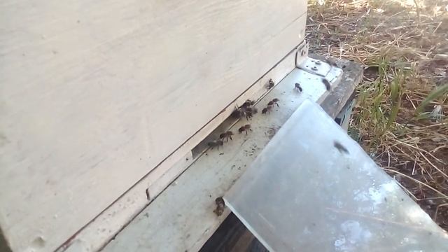 Стандартная работа средних пчелосемей в условиях полупустыни. смотреть онлайн