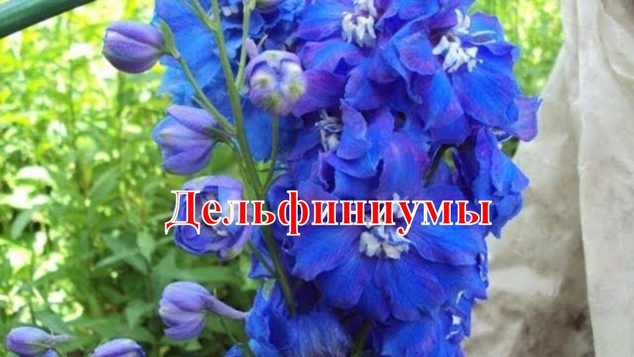 Дельфиниумы смотреть онлайн