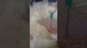 #местное обезболивание при кастрации петуха.