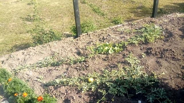 Арбузы в открытом грунте. Обзор. смотреть онлайн