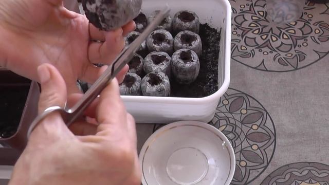 Посев томатов в торфяные таблетки. Выращивание рассады без пикировки смотреть онлайн