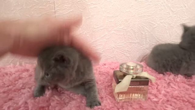 1 месяц Британские котята смотреть онлайн