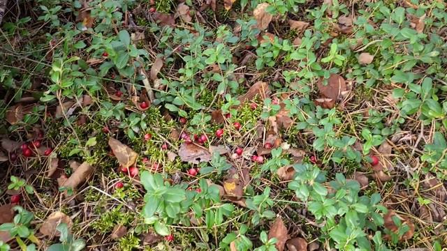 Полянка-круглянка песня Ольги Сергеевой поет Катя Иванова 11 лет Опочка 2022 смотреть онлайн