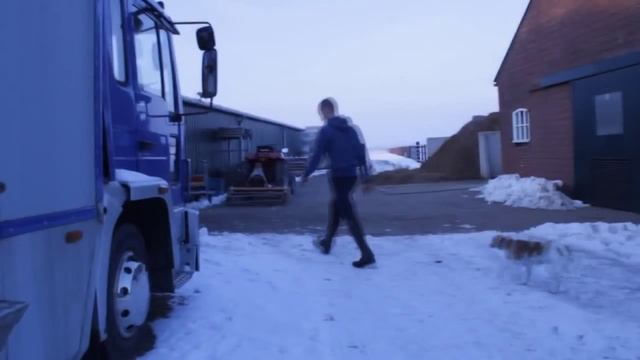 Выбираем Голландских лошадей ! смотреть онлайн