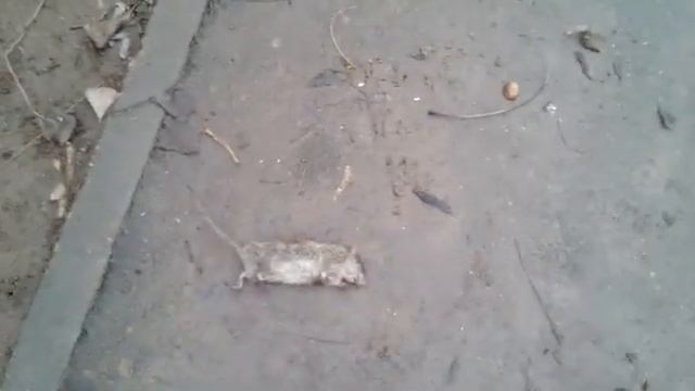 дохлая крыса