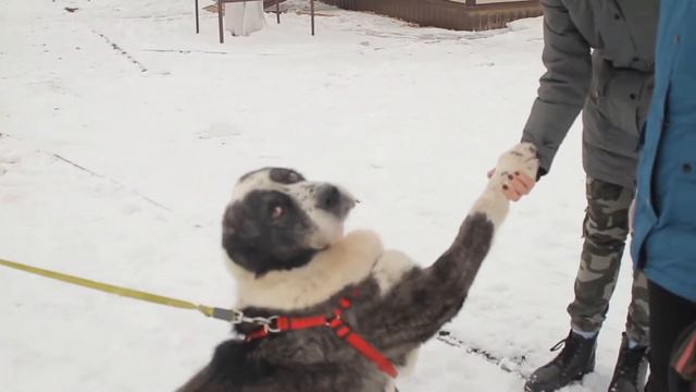 Наши #алабайчики смотреть онлайн