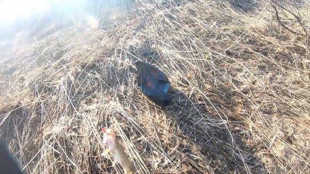 Ловля щуки на джиг в мае смотреть онлайн