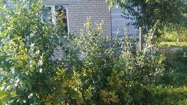 Мой мир -моя дача! смотреть онлайн