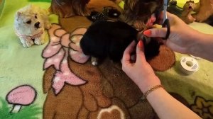 Как поставить ушки Йорку