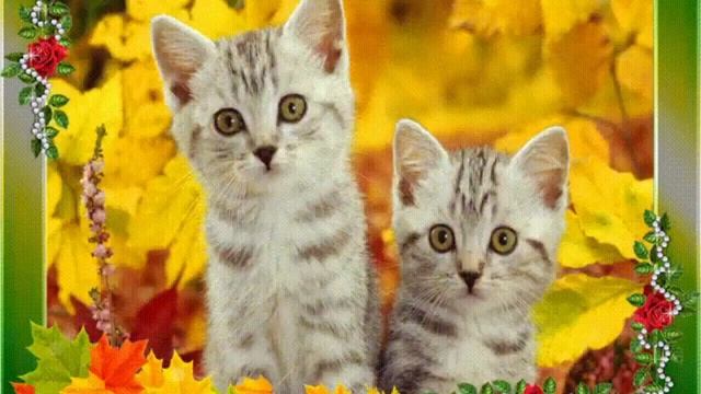 Осеннее настроение смотреть онлайн