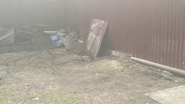 КОШКИ ИГРАЮТ ВО ДВОРЕ || Котосемья смотреть онлайн