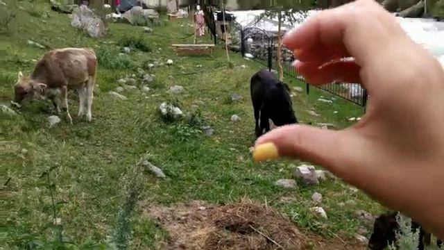 Влог🧚Горы⛰️✨Пикник🐝🌧️ смотреть онлайн