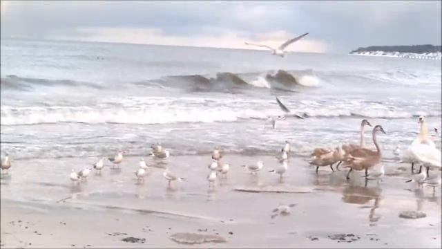 Здесь и сейчас. Море, мороз, чудо-птицы. смотреть онлайн