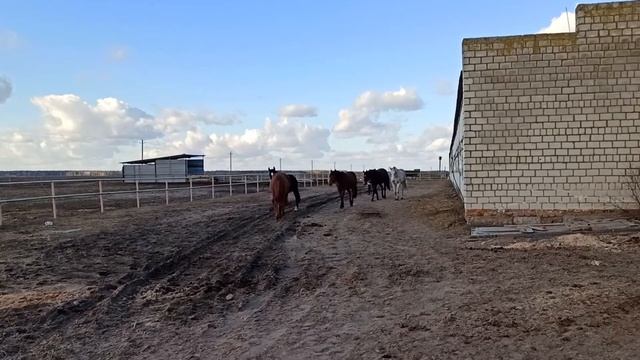 Конный двор. Занятия верховой ездой. смотреть онлайн