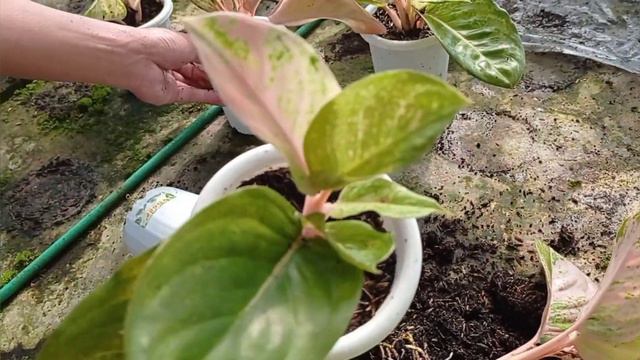 REVIEW STEK PUCUK AGLAONEMA EMERALD смотреть онлайн