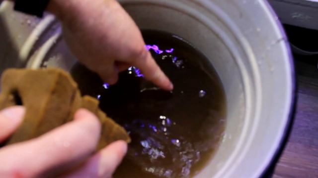 Стартовый корм - Инфузория туфелька. Первый день разведения петушков. смотреть онлайн