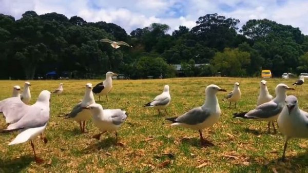 Kayaking in Auckland, New Zealand ?? January 2021. Каякинг в городе Окленд , январь 2021
