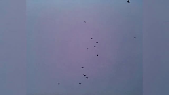 Николаевские голуби. Молодые рыжие, Красные белохвостые смотреть онлайн