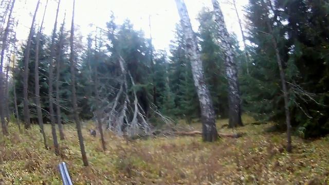 Взял собаку за рябчиком смотреть онлайн