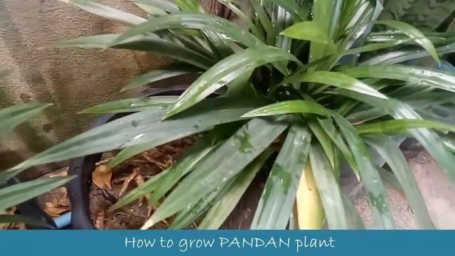 How to grow PANDAN plant смотреть онлайн