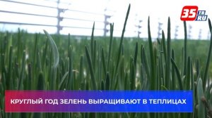 40 тонн зелёного лука выращивают ежемесячно в Вологодском районе