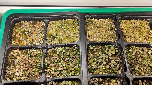 Живые камни, посев семян литопсов смотреть онлайн