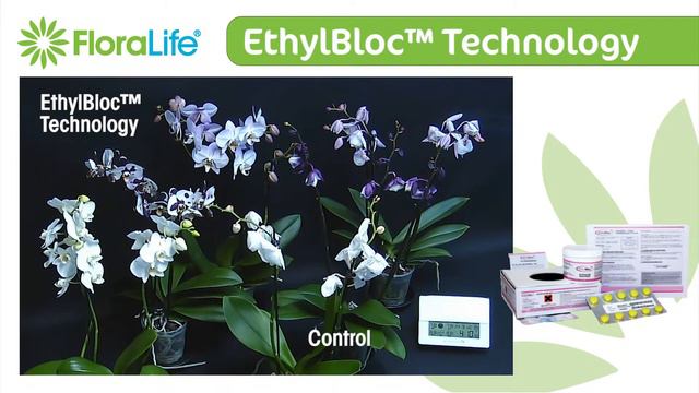 EthylBloc™ Technology with Phalaenopsis Orchids смотреть онлайн
