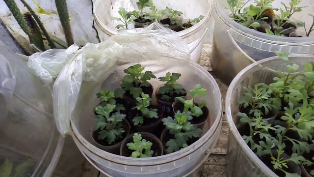 Когда черенки смотреть онлайн