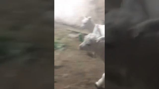 Учим козочек пить молоко из ведра смотреть онлайн