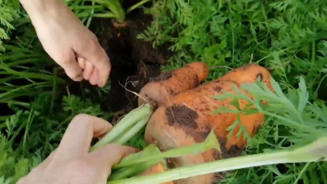 Кофе. Тренировка. Дача. Вкуснейшая отбивная. Lifestyle смотреть онлайн