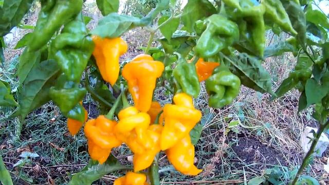 Trinidad Perfume. Перец - Тринидад душистый