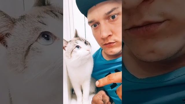 ВОТ ЧЕМ КОТЫ ОТЛИЧАЮТСЯ ОТ СОБАК!! Приколы тик ток! #Shorts смотреть онлайн