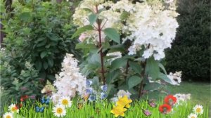 Гортензия метельчатая Эрли Гарри ? Обзор: посадка и уход. саженцы гортензии: описание и особенности